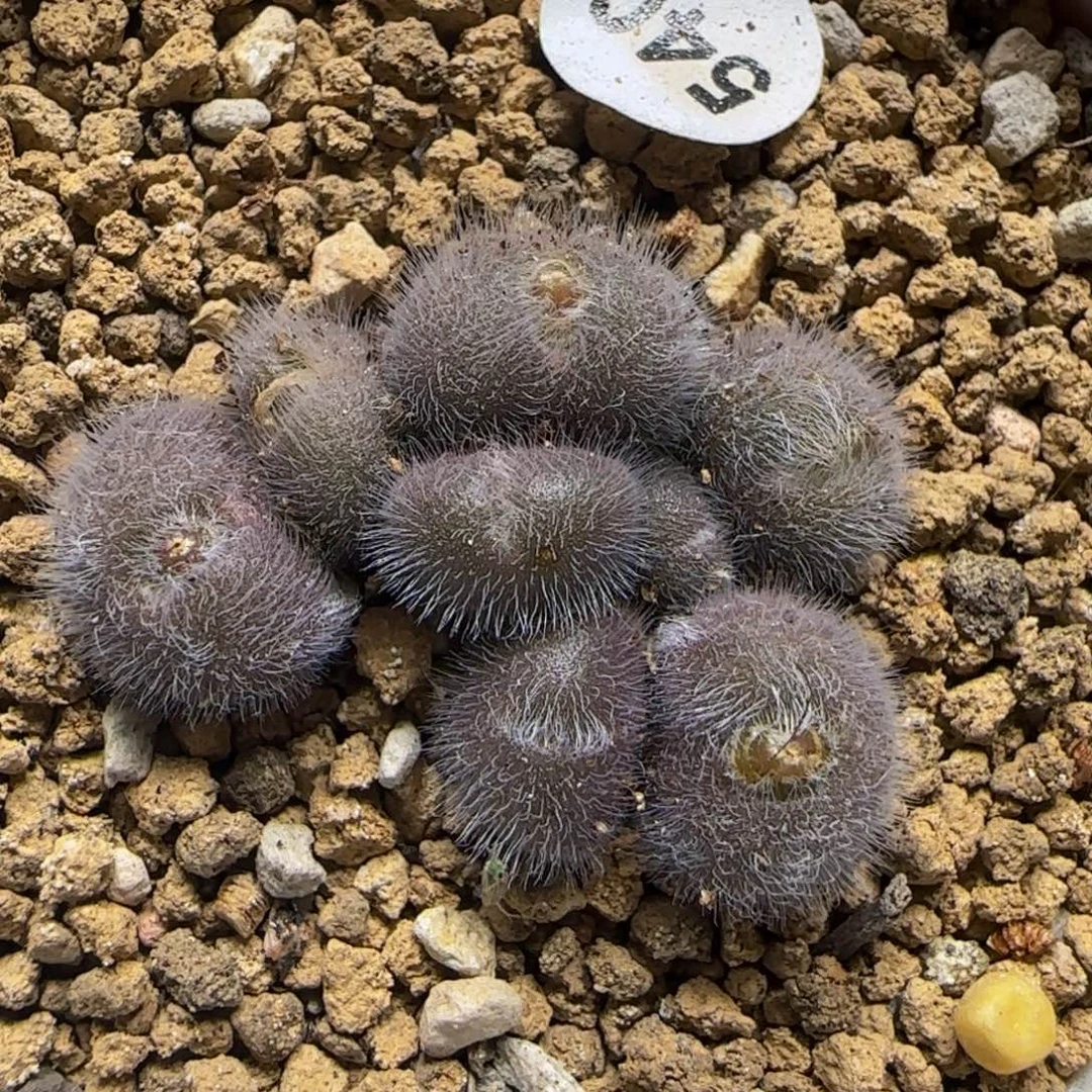 大型红毛球多肉植物540