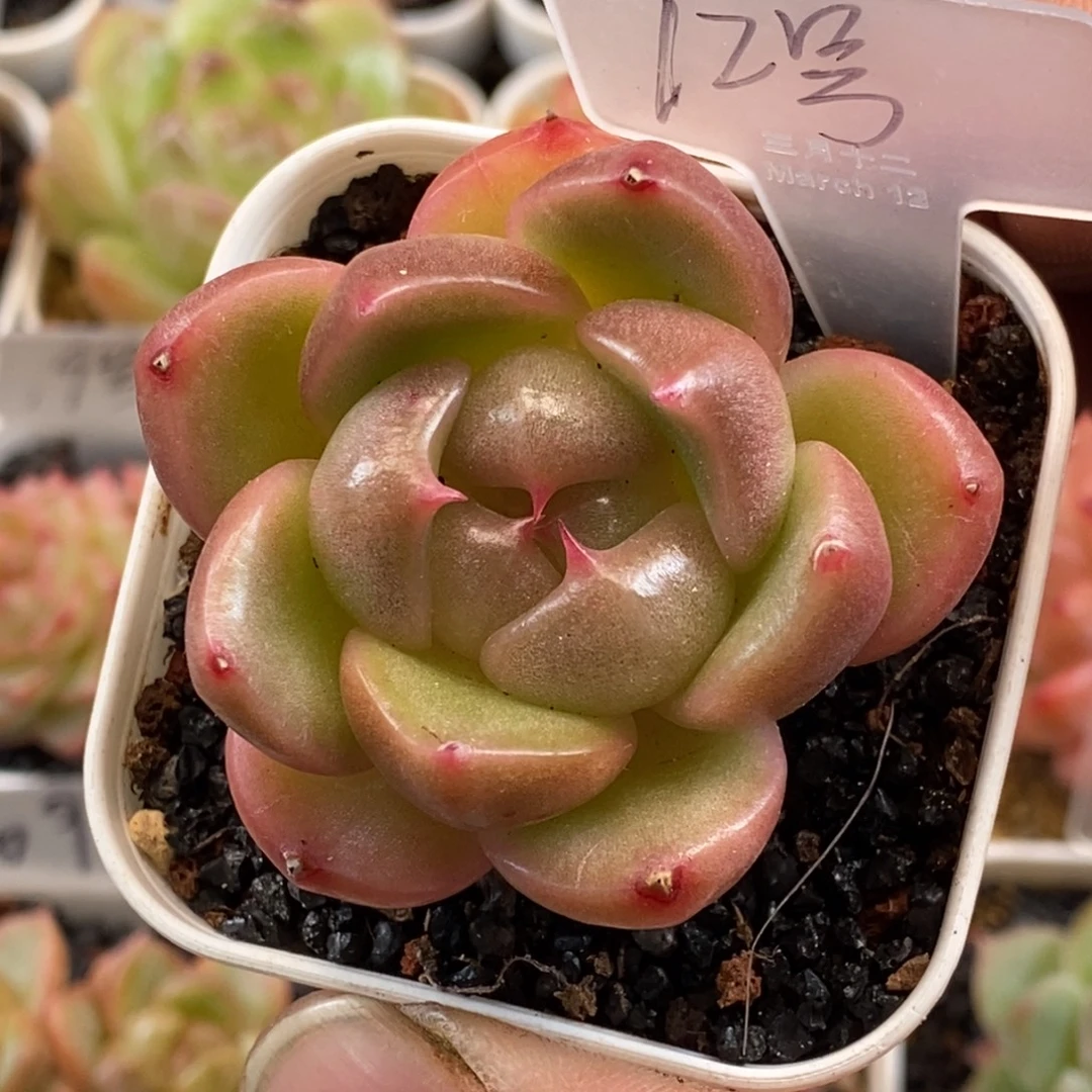 天官赐福百无禁忌