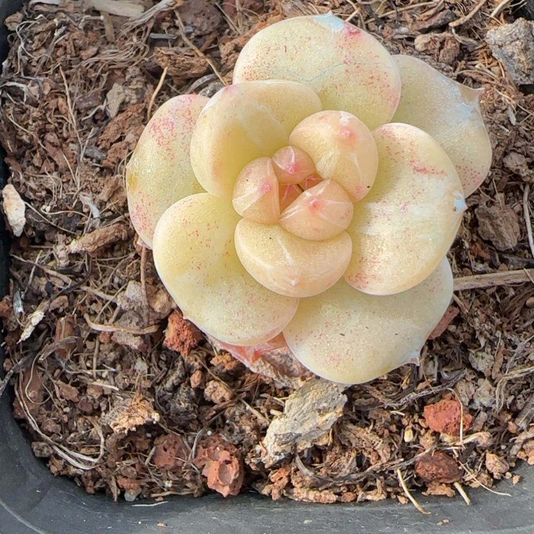 多肉小卡拉米糖心一物一拍