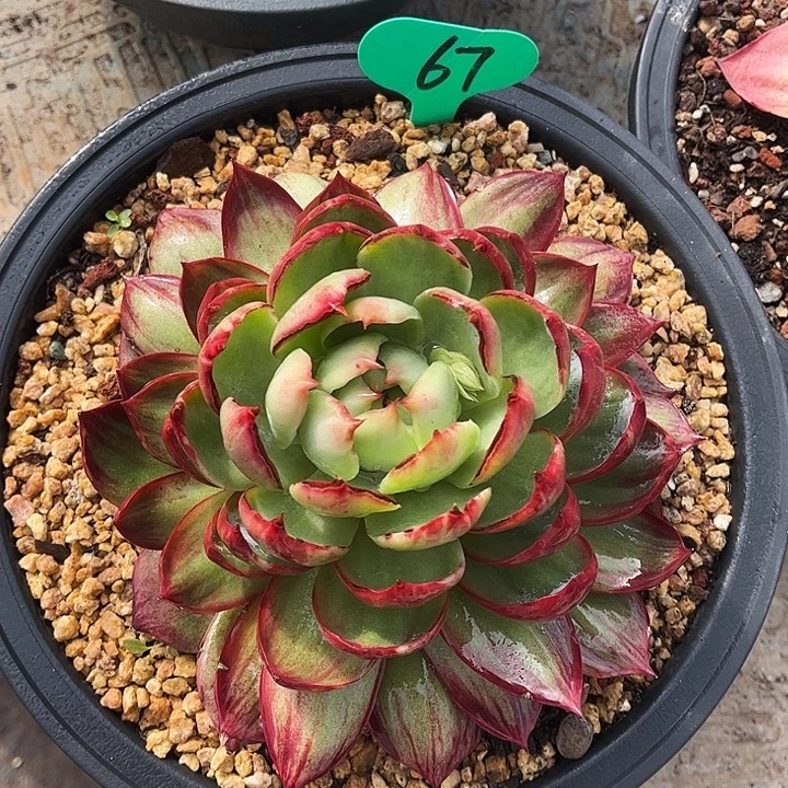 惊鸿仙子一物一拍，16厘米左右