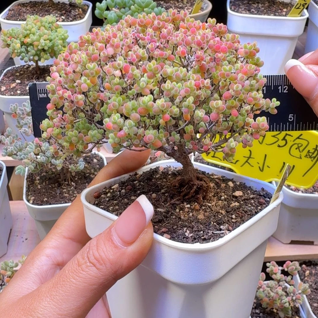 a339号蜜橘冠服11厘米左右