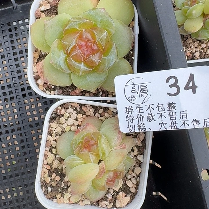 如34图5.5方盆糖心2颗不售后