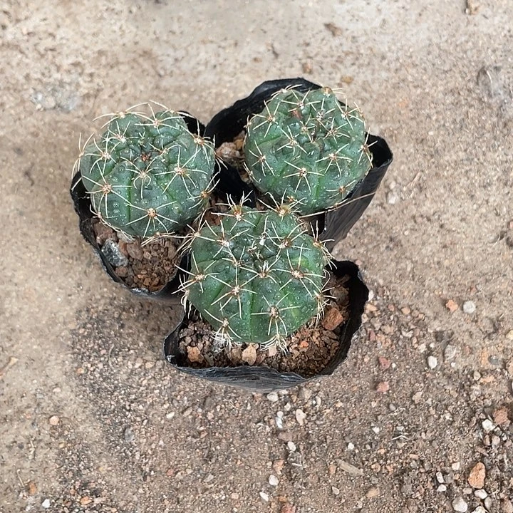 1元1颗菲花玉仙人球需18元发货