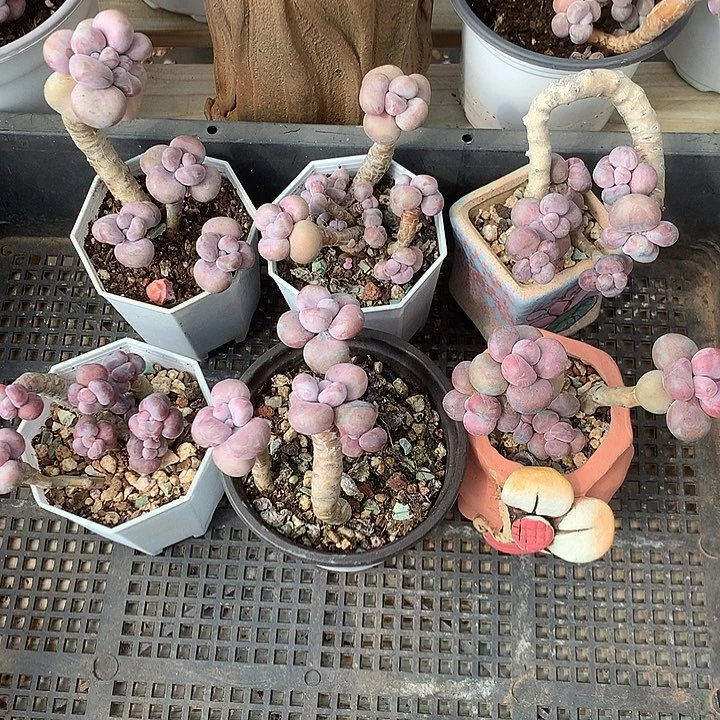 咪***物火锅缕空偷摸摸LJL哦哦了LJL哦哦了