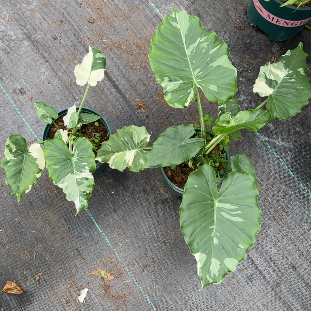 完全开放?**?冲绳银