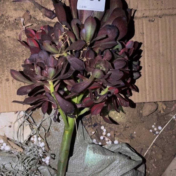 797花蝴蝶多肉植物