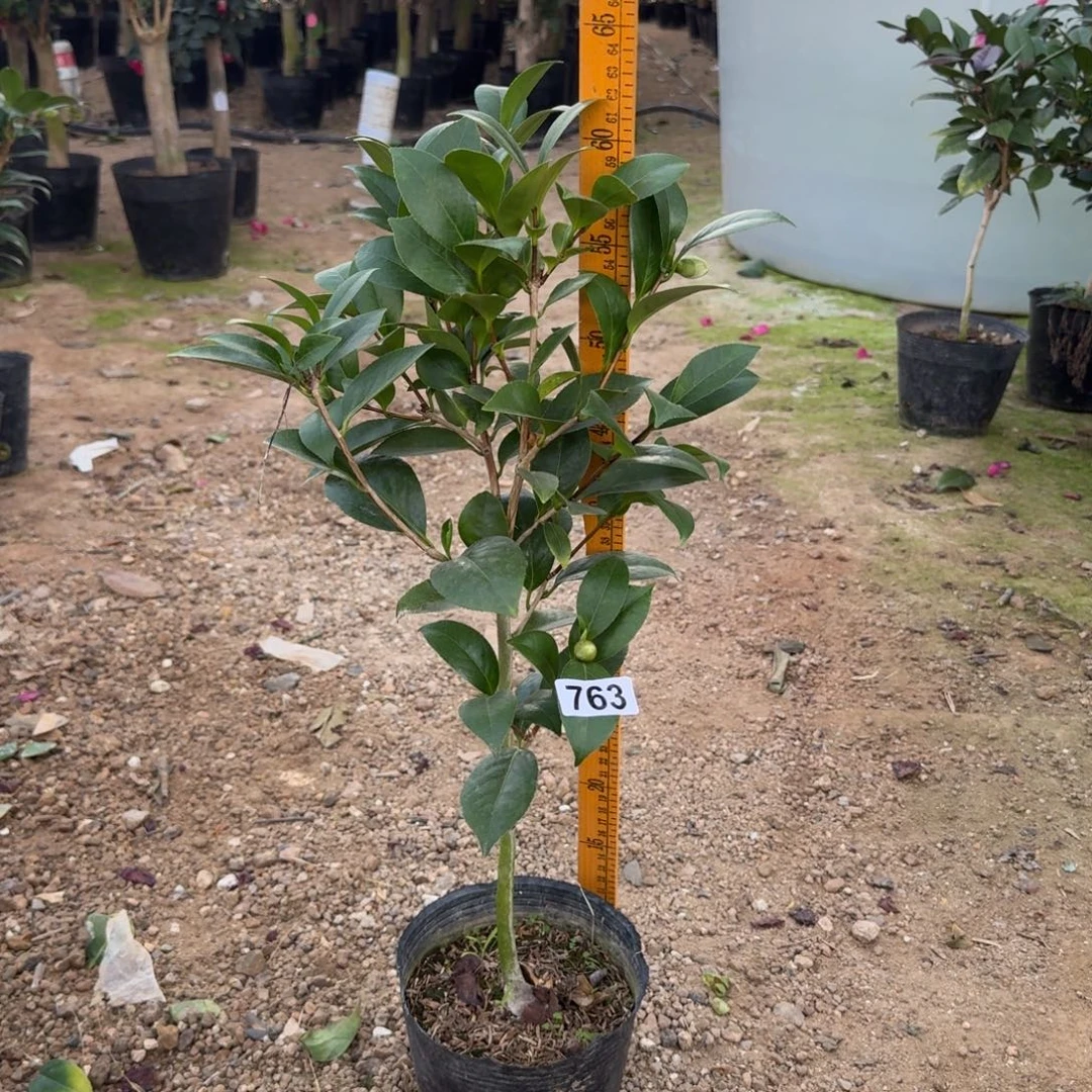 少量花朵（建议范围：2朵-5朵 或40%以下）763格蕾丝