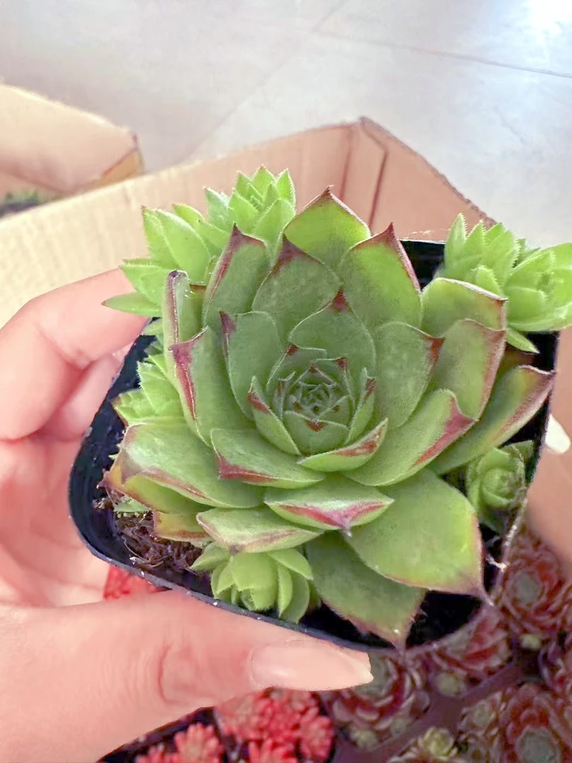 长生草观音莲多肉植物（满9.9元包邮发货）