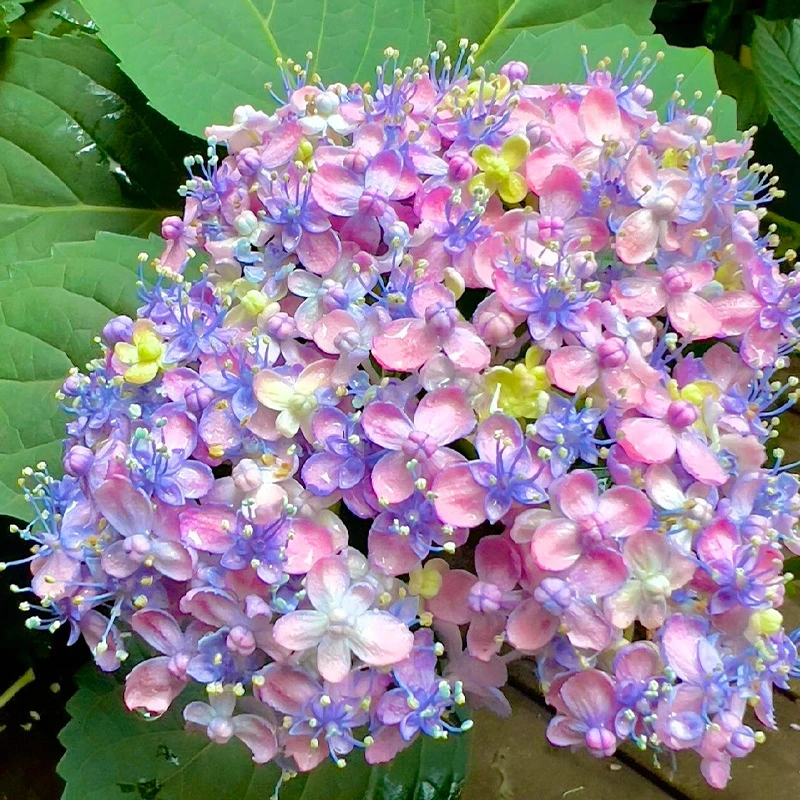 【桃子专属】三河千鸟 2加仑露天老桩大苗 带花苞阳台庭院四季开花