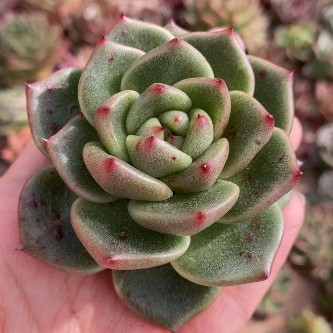 无花朵392 号东云系多肉