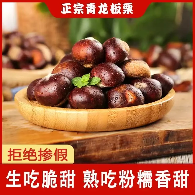 青龙板栗|新鲜生板栗大果粉糯甜饱满应季坚果