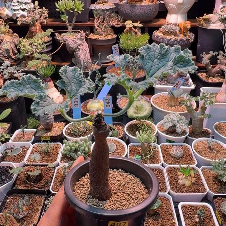 罗巴塔洋葵487 仙人球