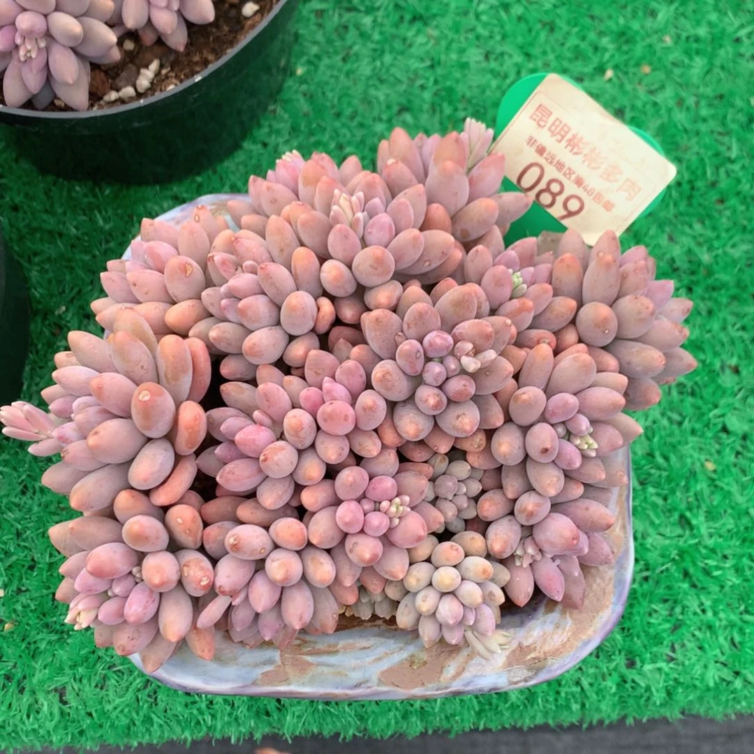 星黛露矮桩平头089