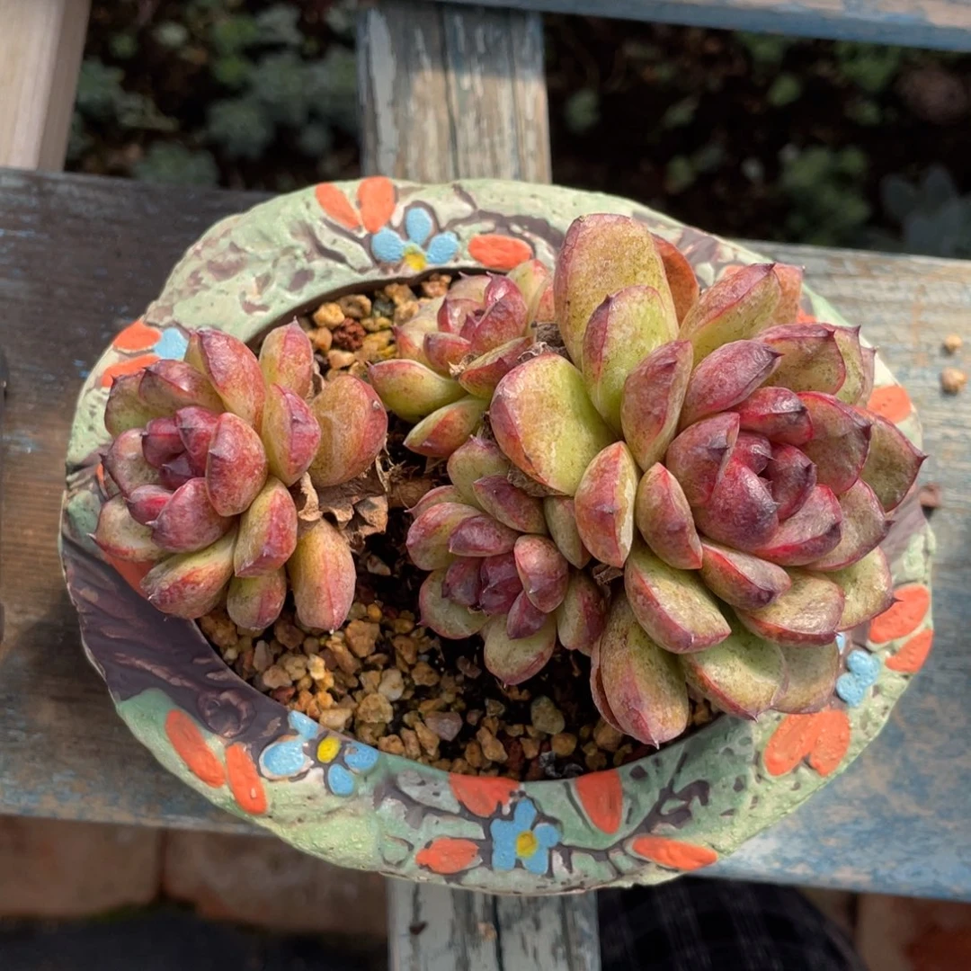 溏心溜溜球整装无砍