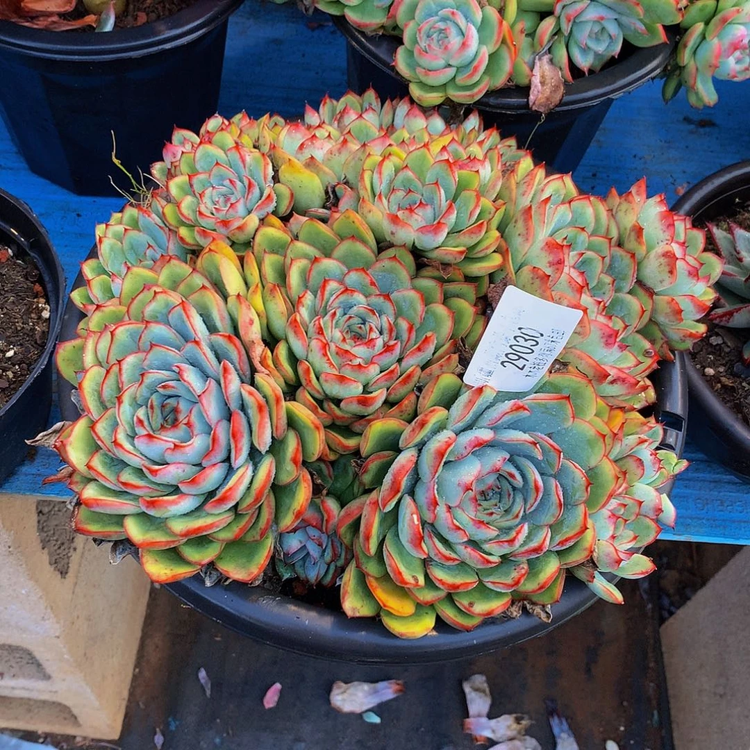 狐***我    荷花多肉29030