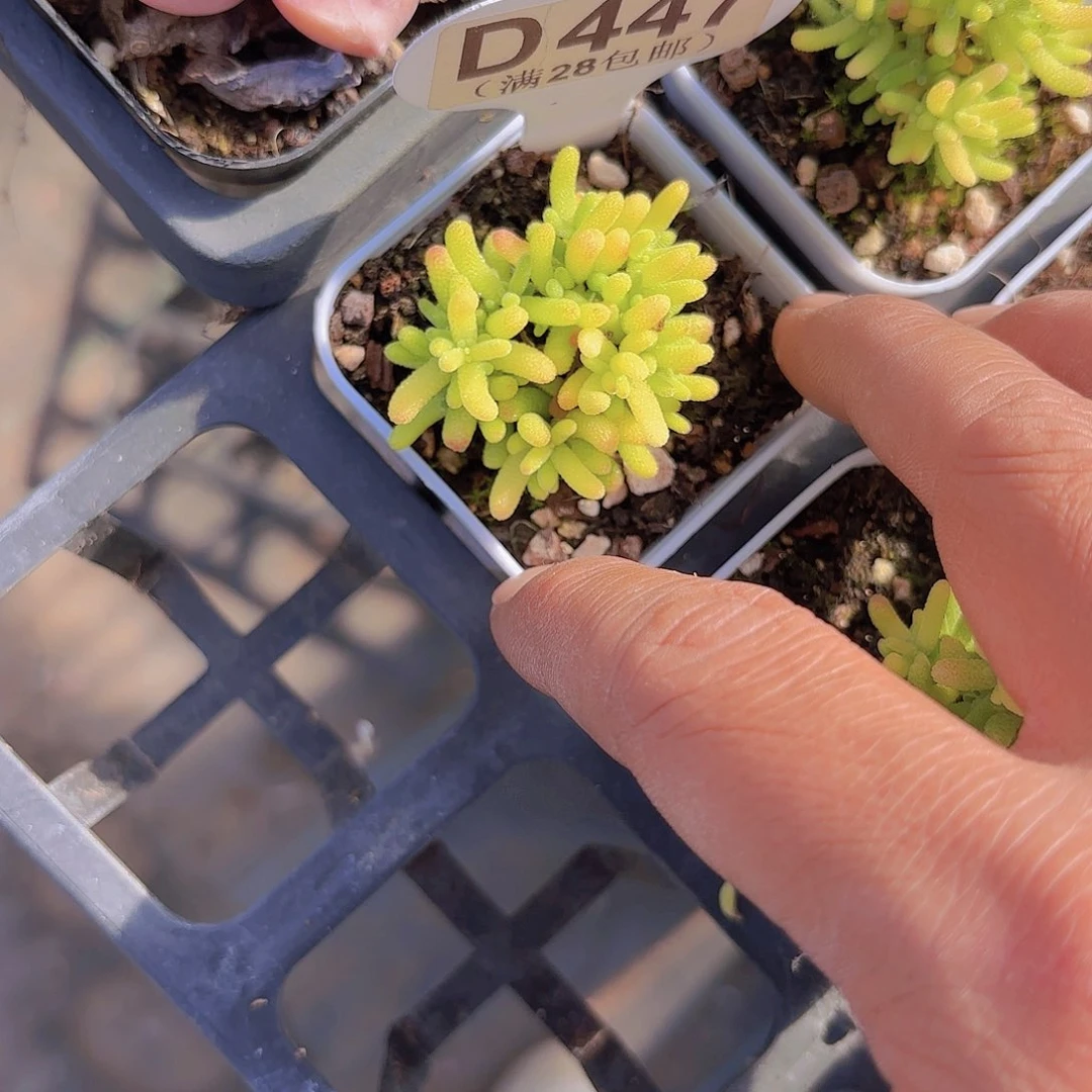 D447蜜桔糖球锦一物一拍