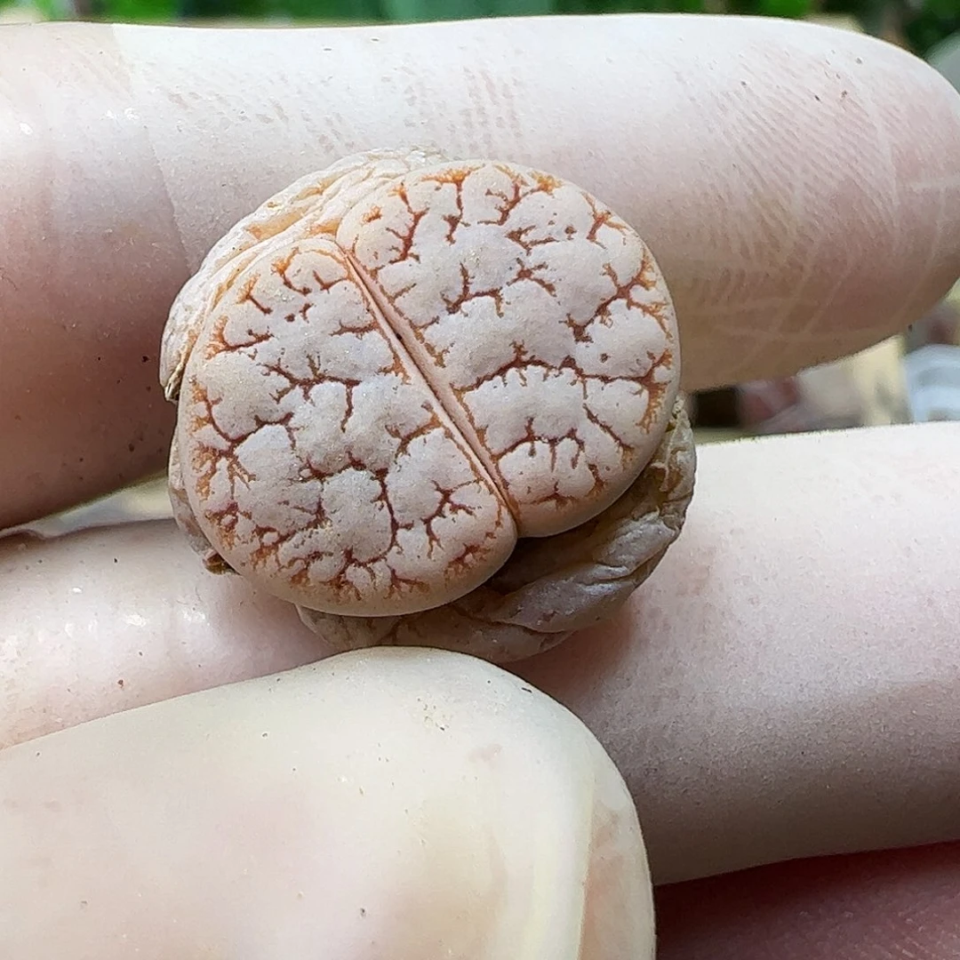 优选荒玉一颗………………………