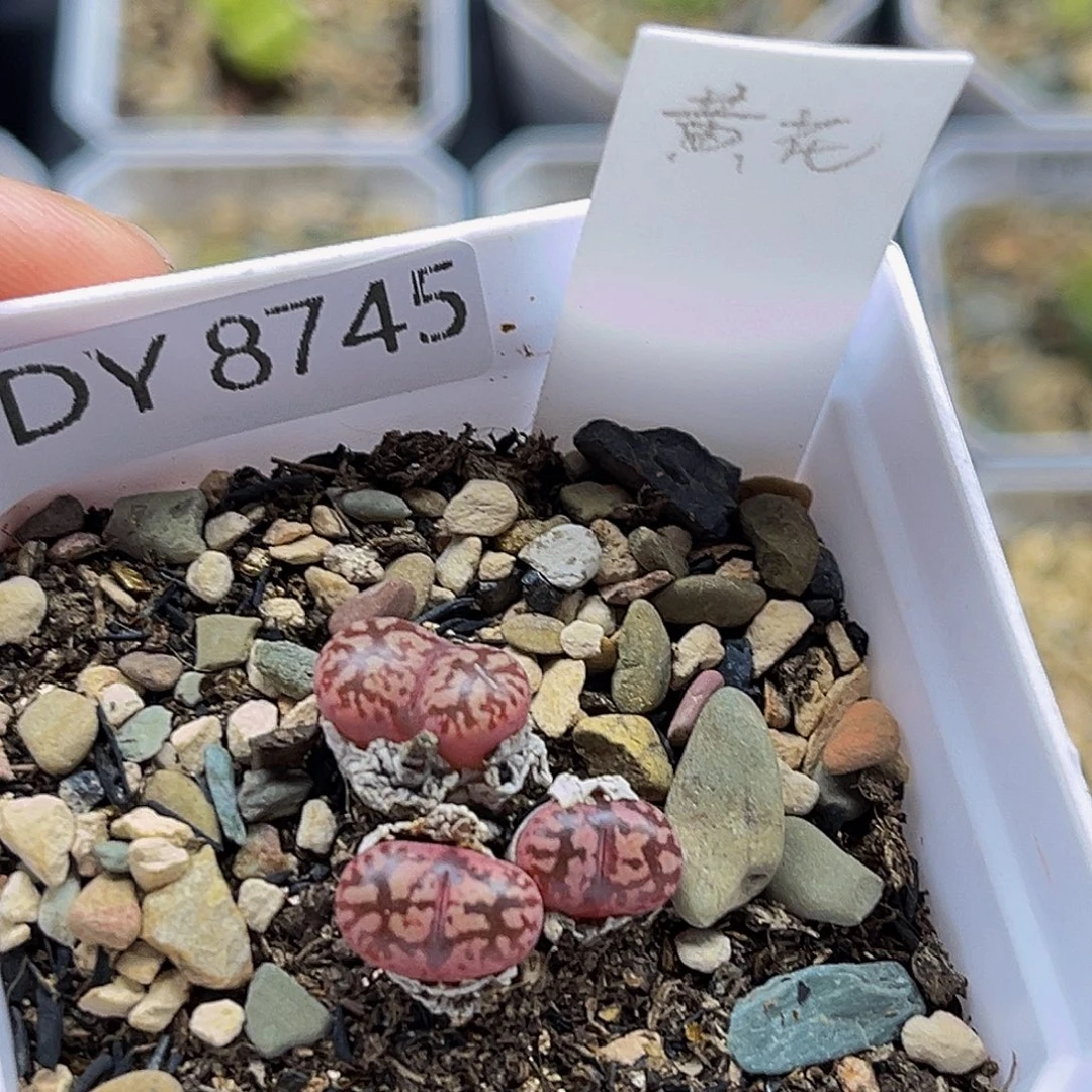 一物一拍8745黄花
