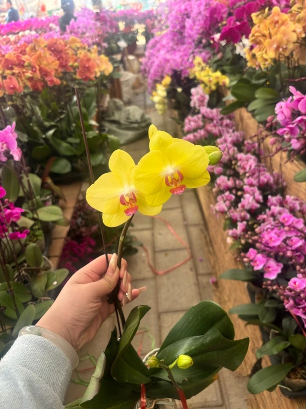 【甜格格】蝴蝶兰精品室内鲜花绿植送礼亲戚礼物乔迁