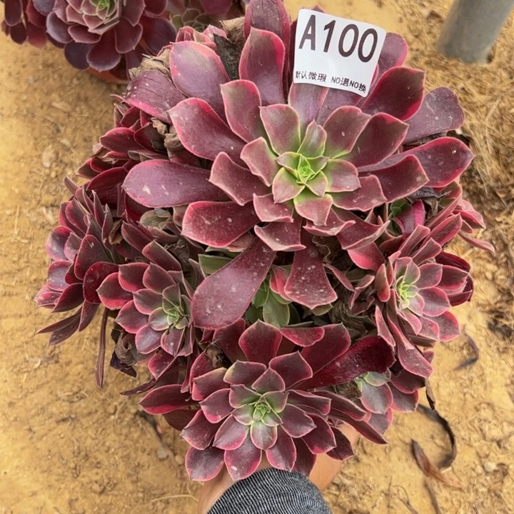 金丝却多肉植物100.