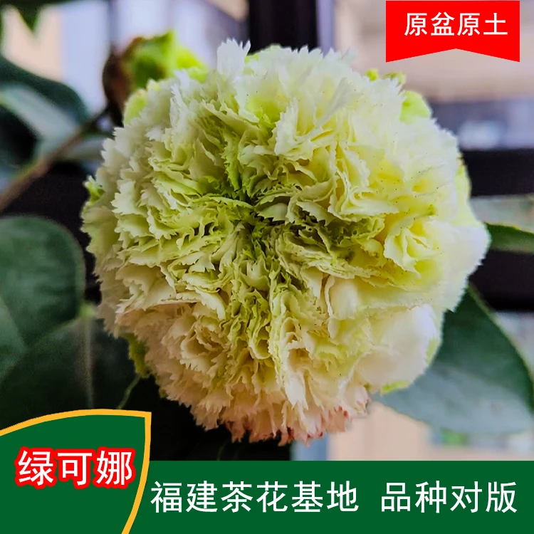 绿可娜珍贵茶花菊花品种稀有复色茶花苗花卉庭院福建茶花基地绿植