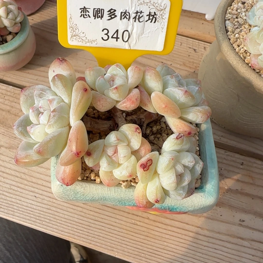 340冰玉老桩无砍多头