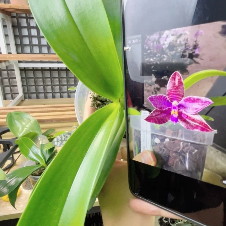 完全开放SWR22XR-红路德106