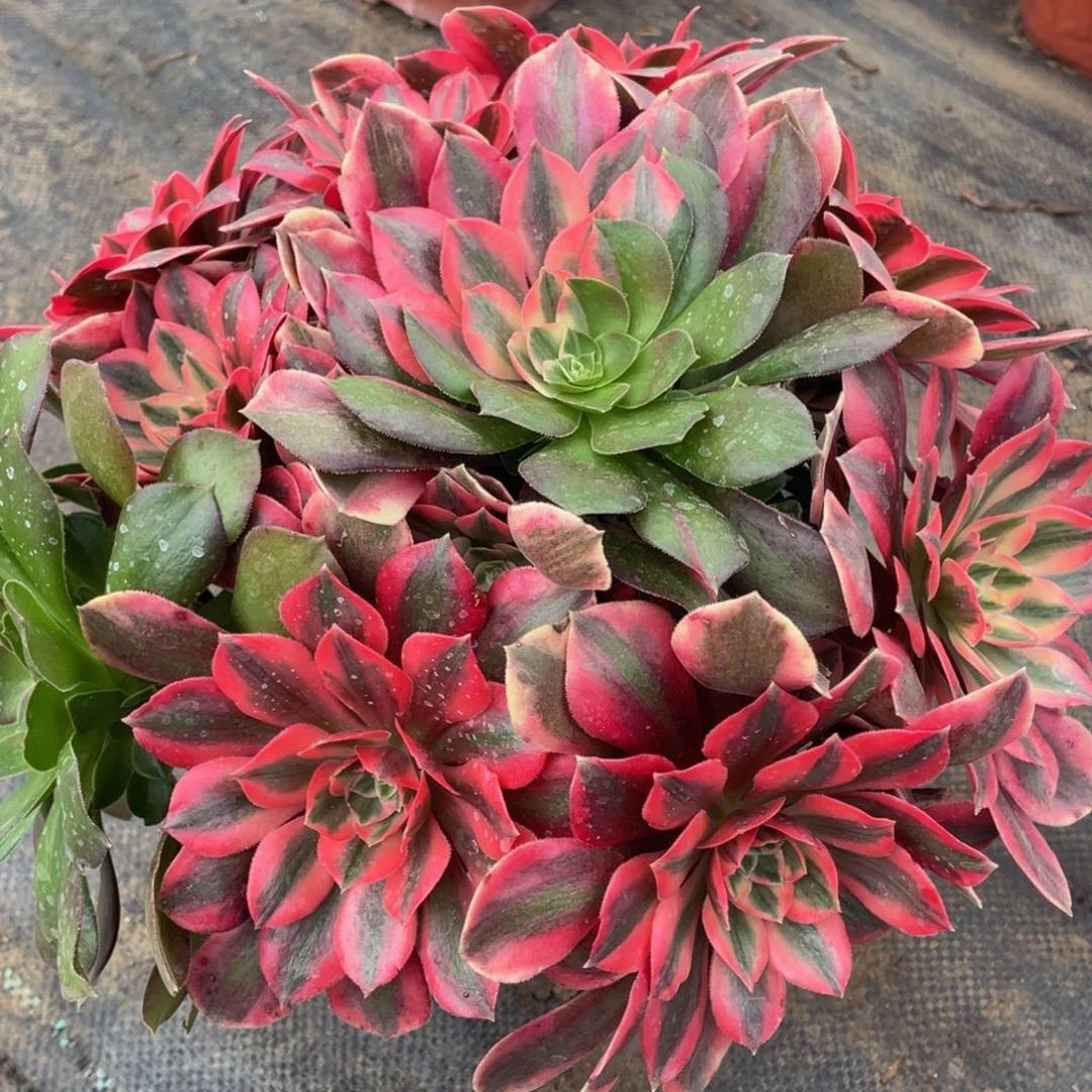 235粉女妖精品法师老桩