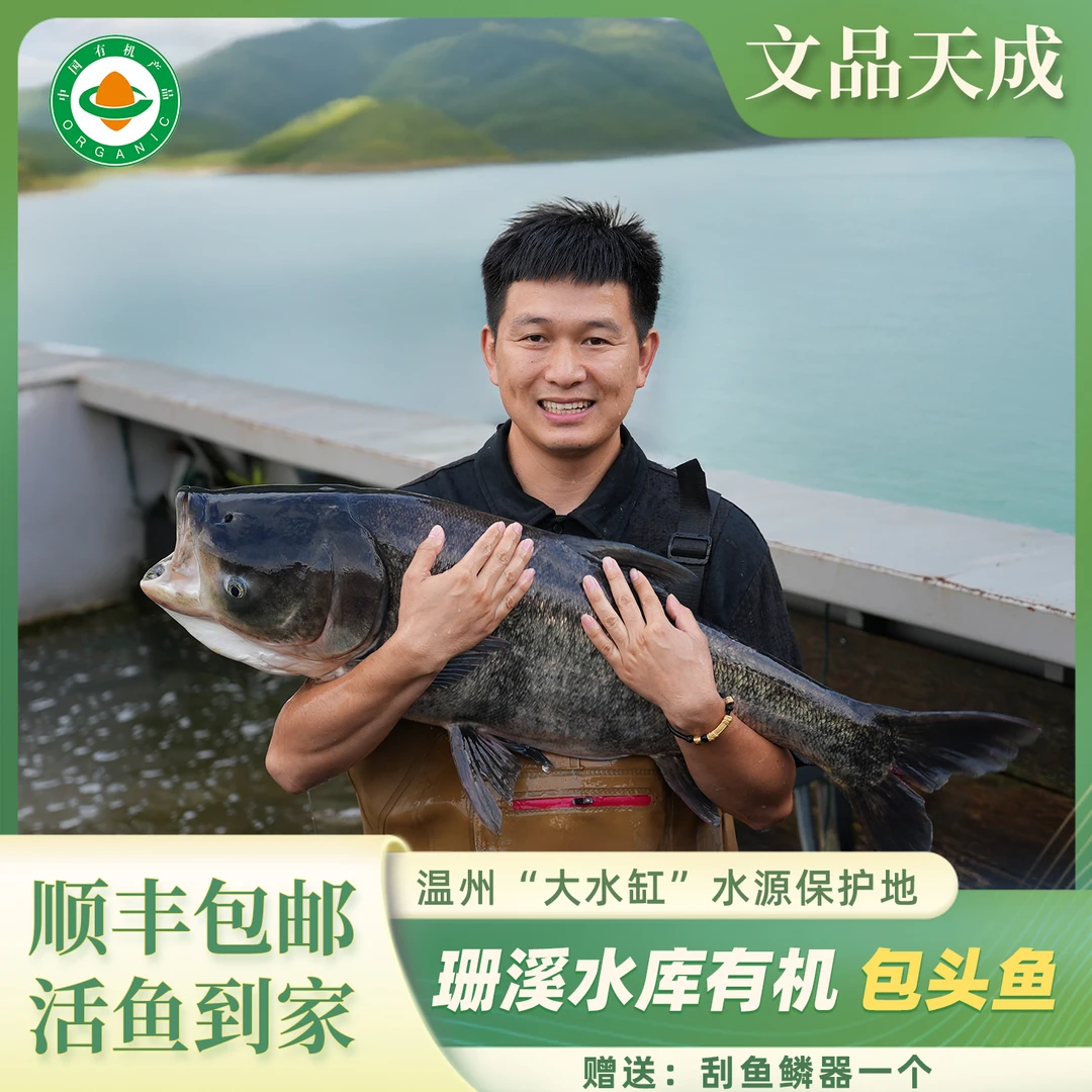 文成珊溪水库官方有机包头鱼活鱼正宗大头鱼花鲢鱼鳙鱼胖头鱼顺丰
