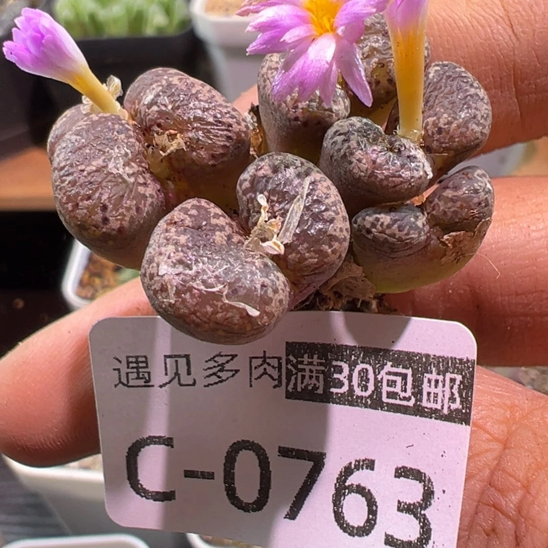 多肉植物111111111111