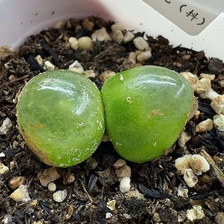老马生石花双头灯泡2923