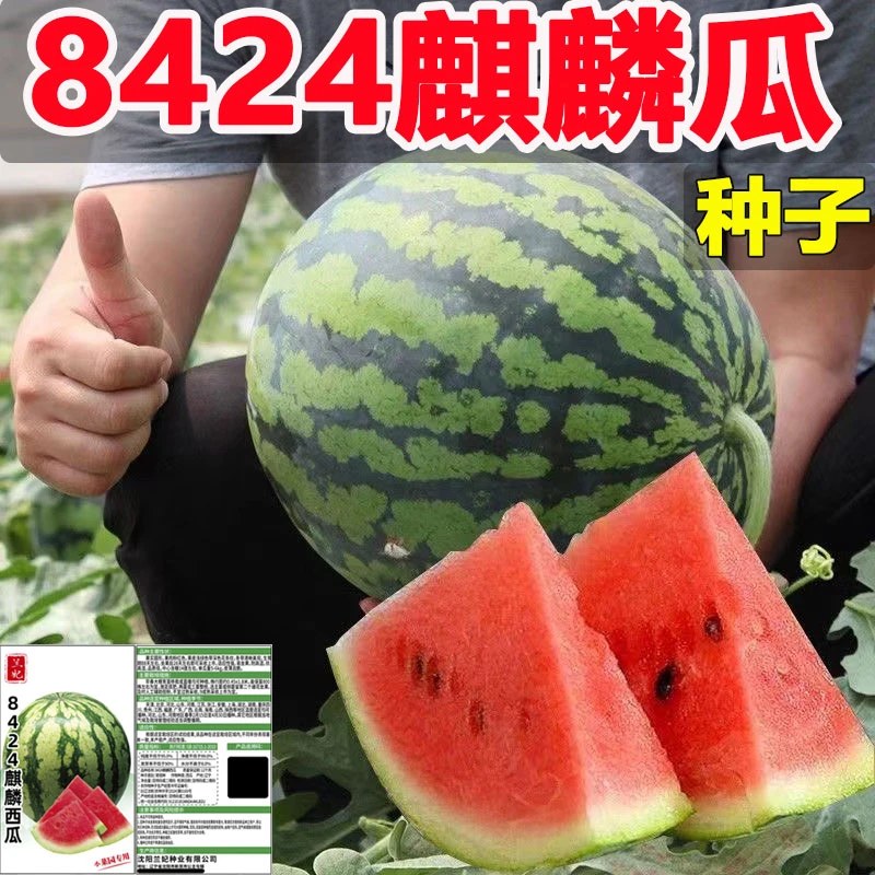 麒麟西瓜种子早熟高产西瓜种籽懒汉王西瓜种子耐裂超甜西瓜种子