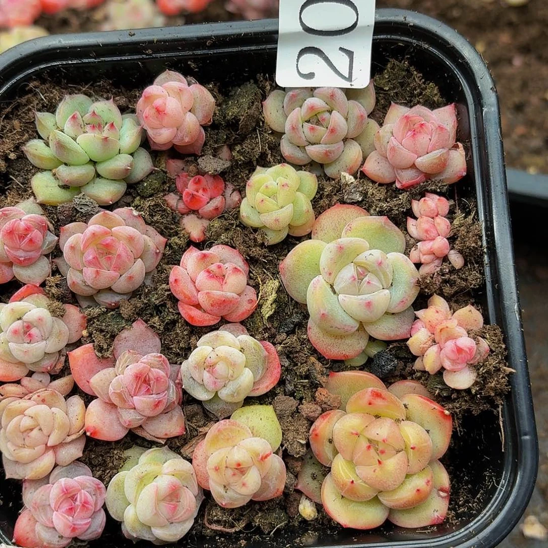 多肉植物多肉植物208