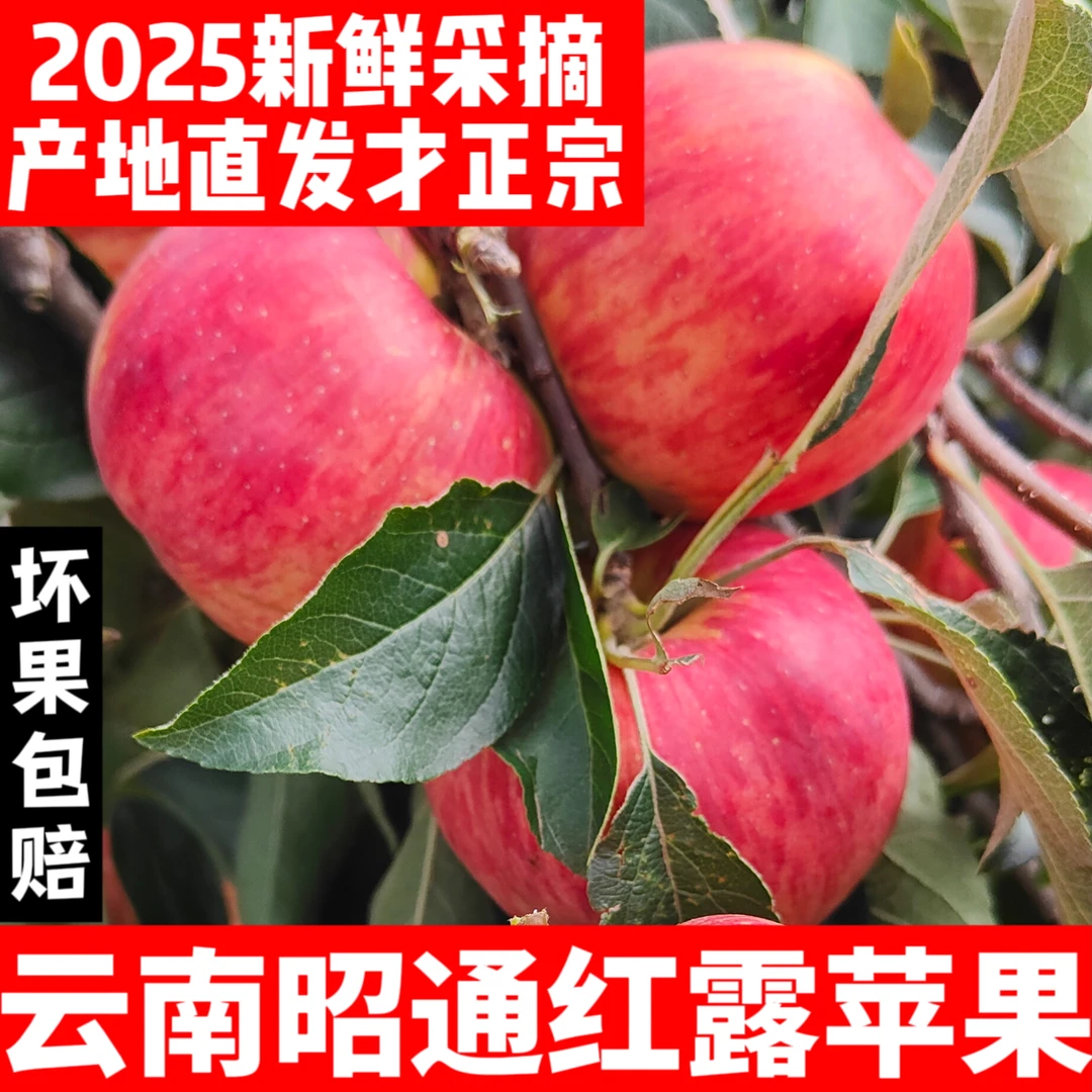 云南昭通苹果高山丑苹果皮薄肉厚脆甜可口当季新鲜水果