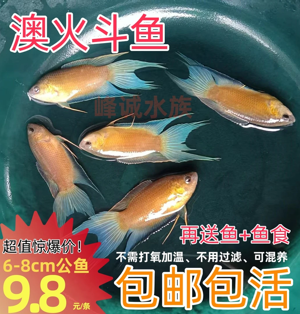 中国斗鱼红澳火斗鱼普叉斗鱼淡水活体冷水抱卵新手繁殖观赏鱼