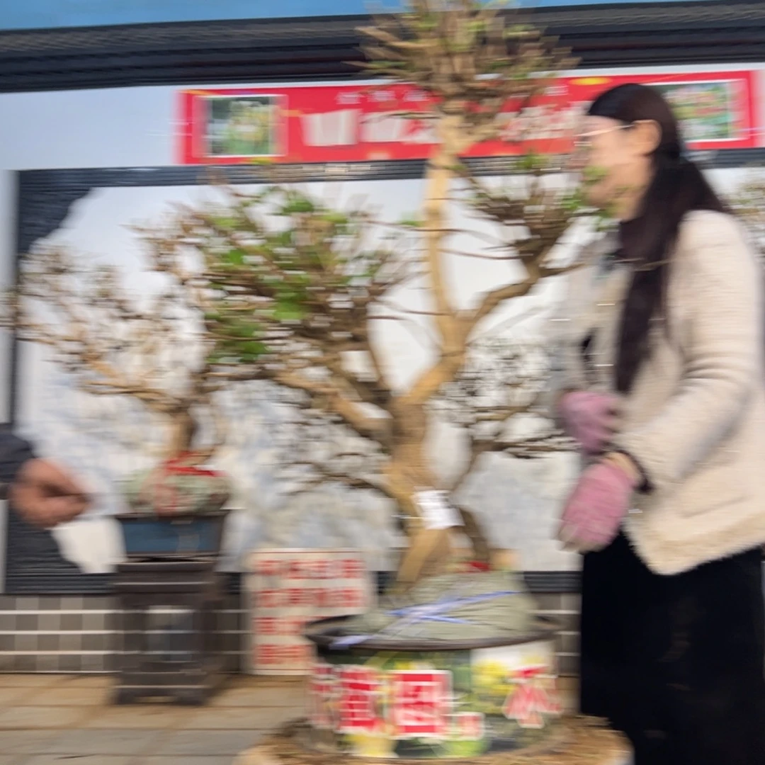 无花朵金银花88888