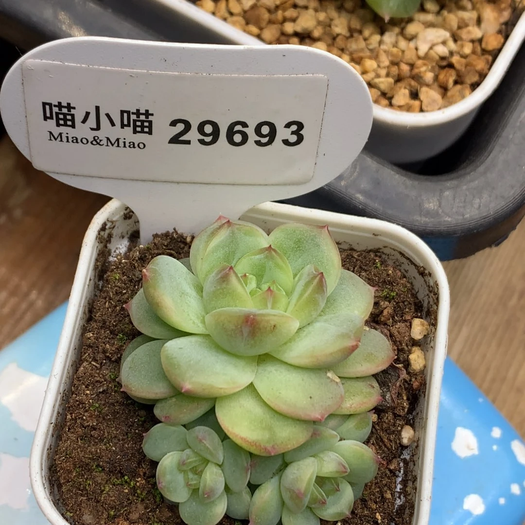 多肉植物杂交珍妮