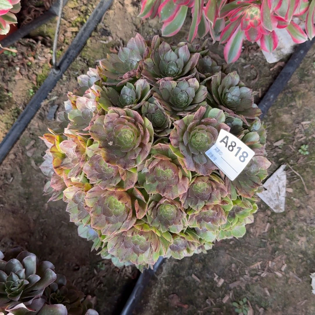 万拉丝多肉818号法师多肉