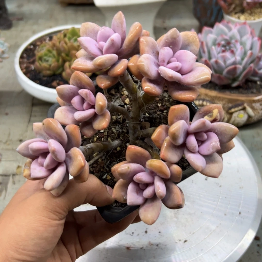 ^***^桃爽28零零多肉植物