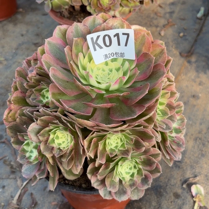 瑞妈多肉植物017绿体倾城