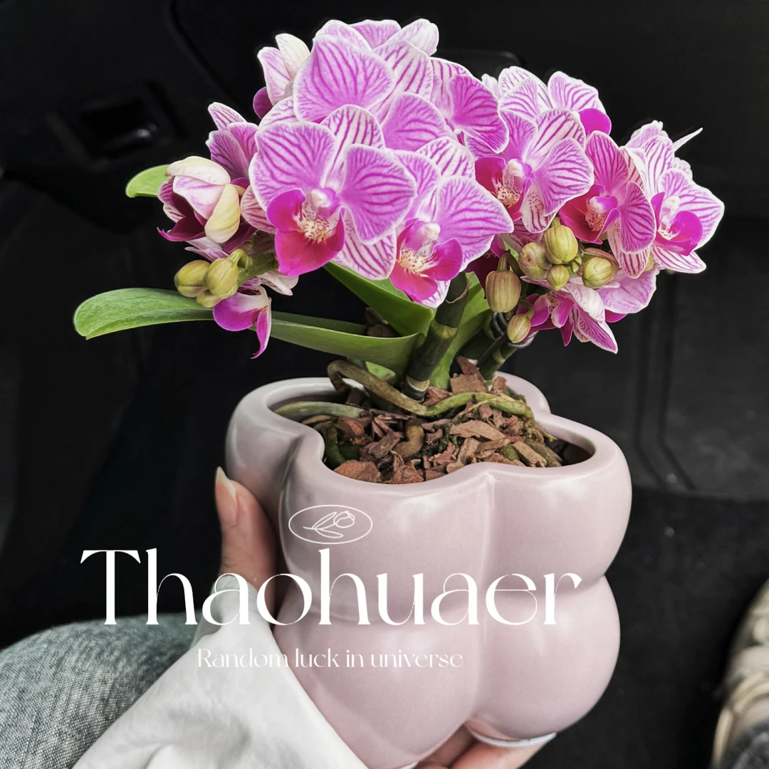 稀有品种小美人蝴蝶兰专业培育基地盆栽带花苞绿植室内好养