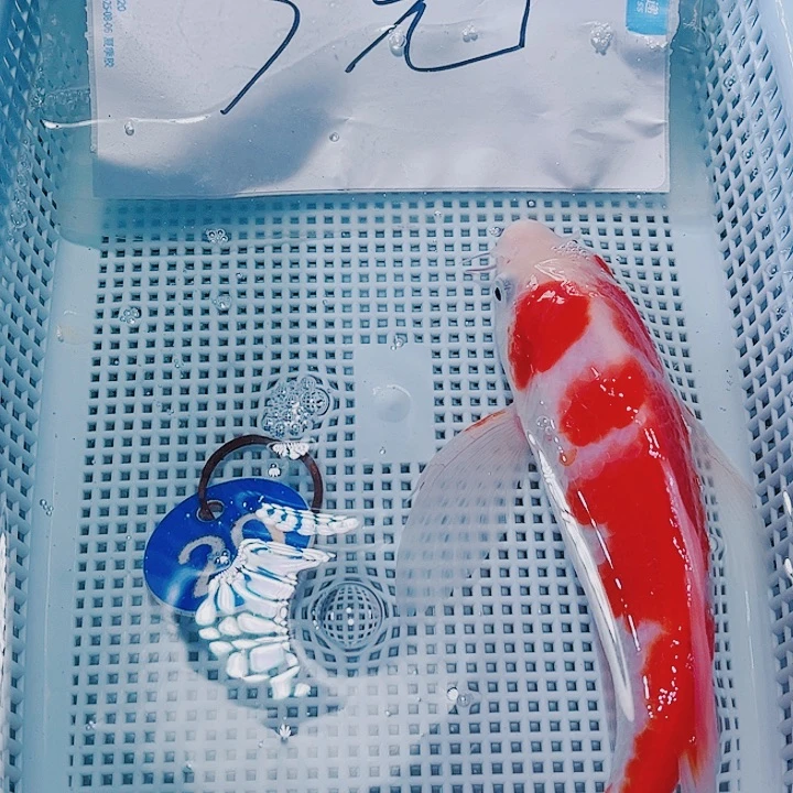 海水鱼锦鲤观赏鱼20
