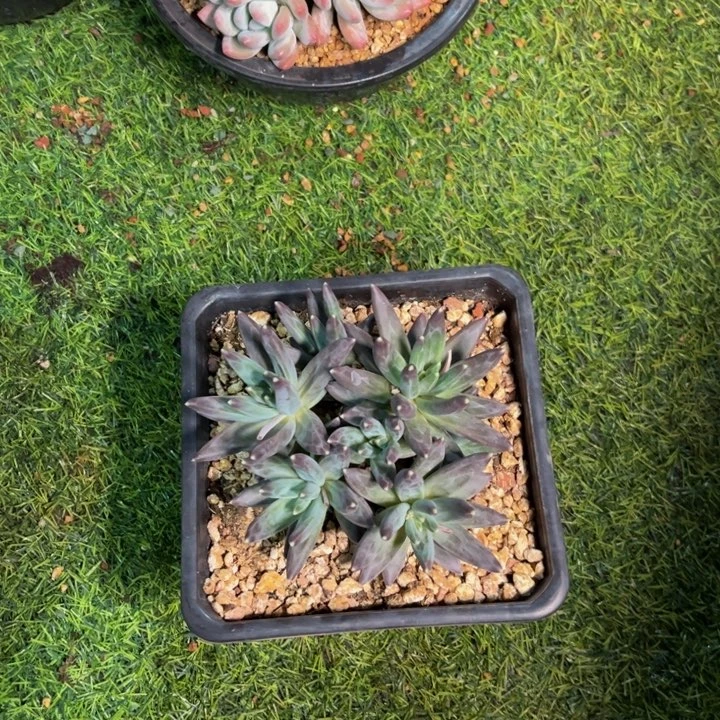 美慕花坊，一物一拍