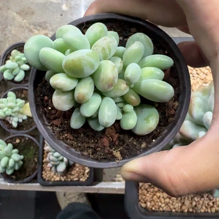 X系列美人新品 一物一拍