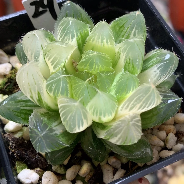 冰魄玉露锦带盆土发货