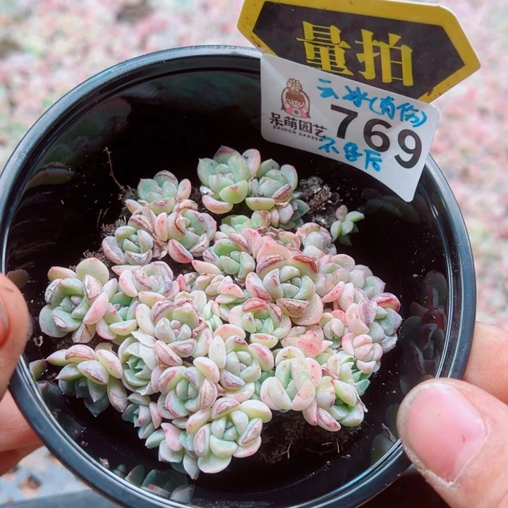 多肉植物多肉植物