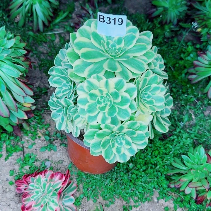 迈巴赫3139一颗包邮