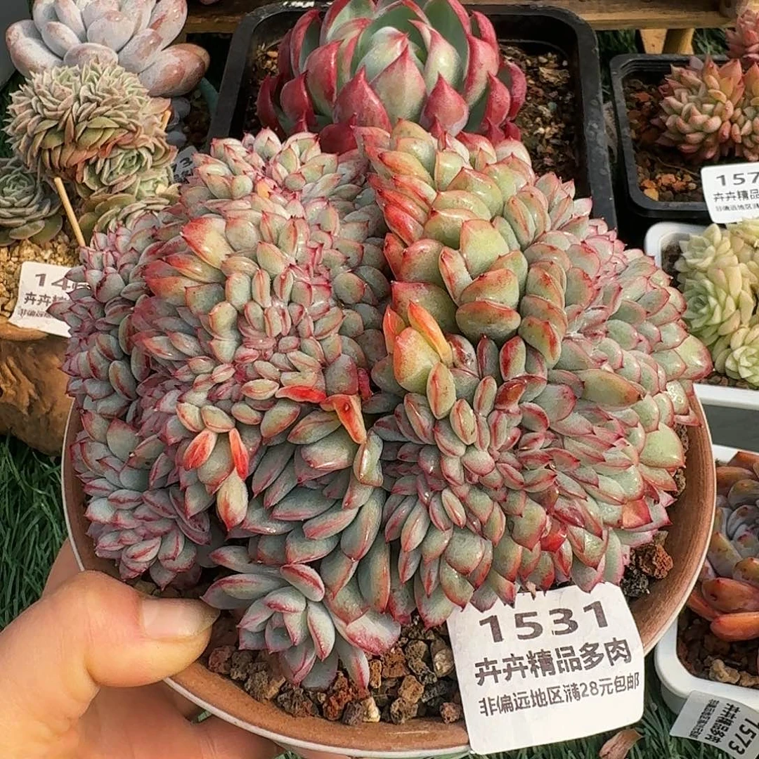 1531一物一拍（满28包邮）