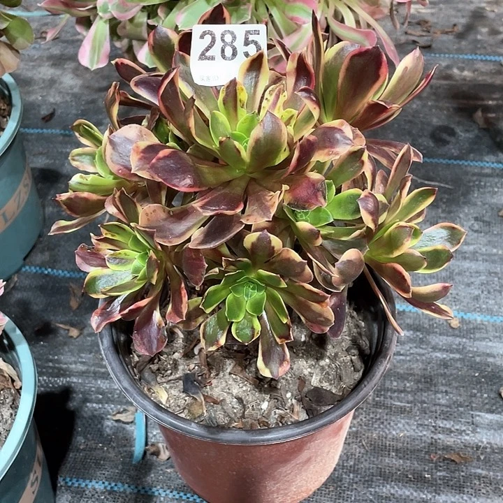 欧佳丽285  冠幅20