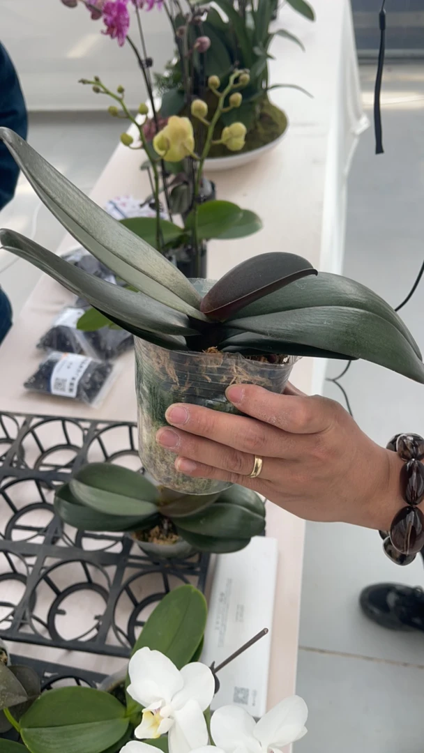 3.5寸杯安祖纳博钠不带花剑  福利款